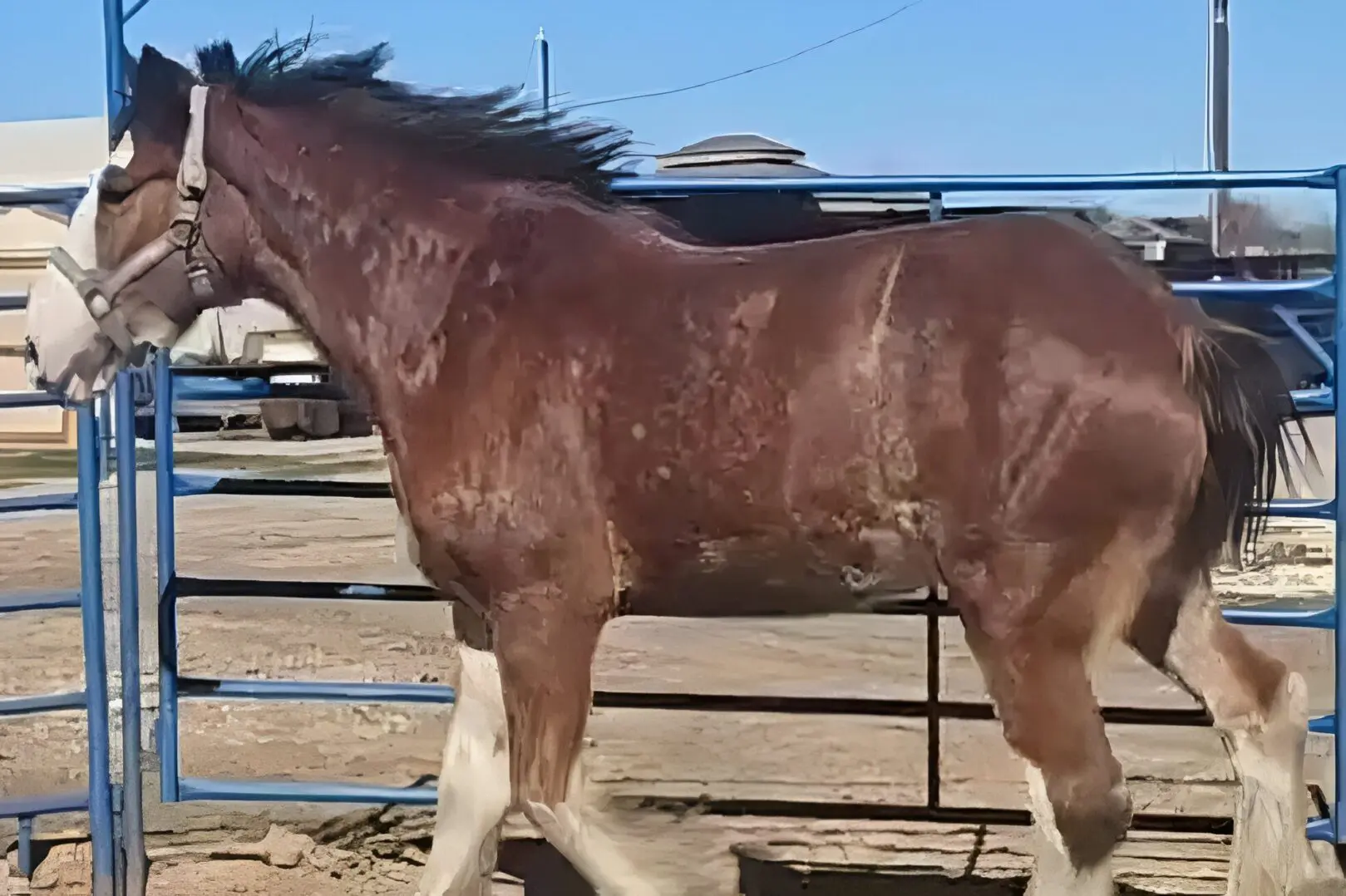 Brown horse standing in a fenced area.