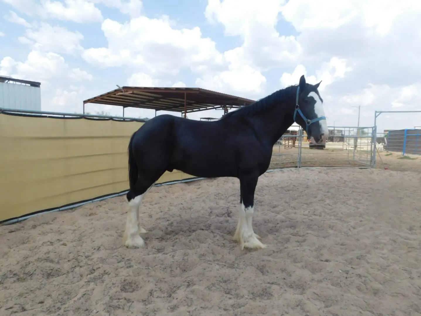 A black horse with white markings stands in a sandy enclosure under a partly cloudy sky.