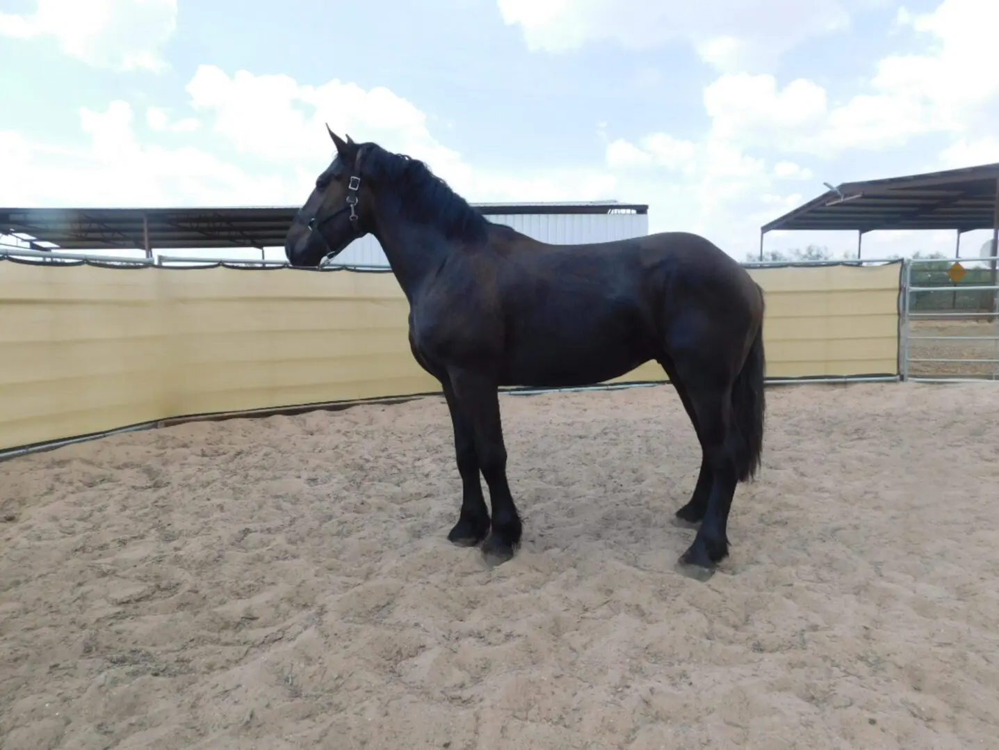 A black horse standing in a sandy enclosure under a partly cloudy sky.