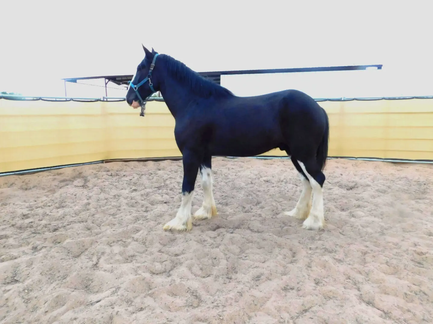 A black horse with white socks standing in a sandy enclosure.