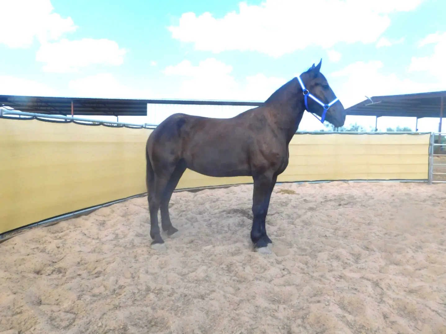 A dark brown horse stands in a sandy enclosure with a blue halter.