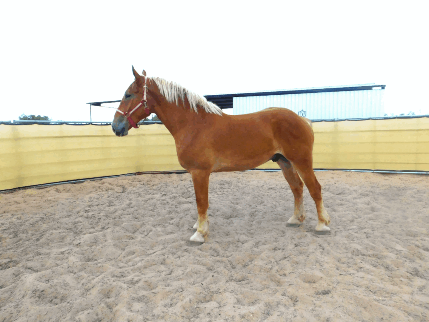 A chestnut horse with a light mane standing in a sandy enclosure.