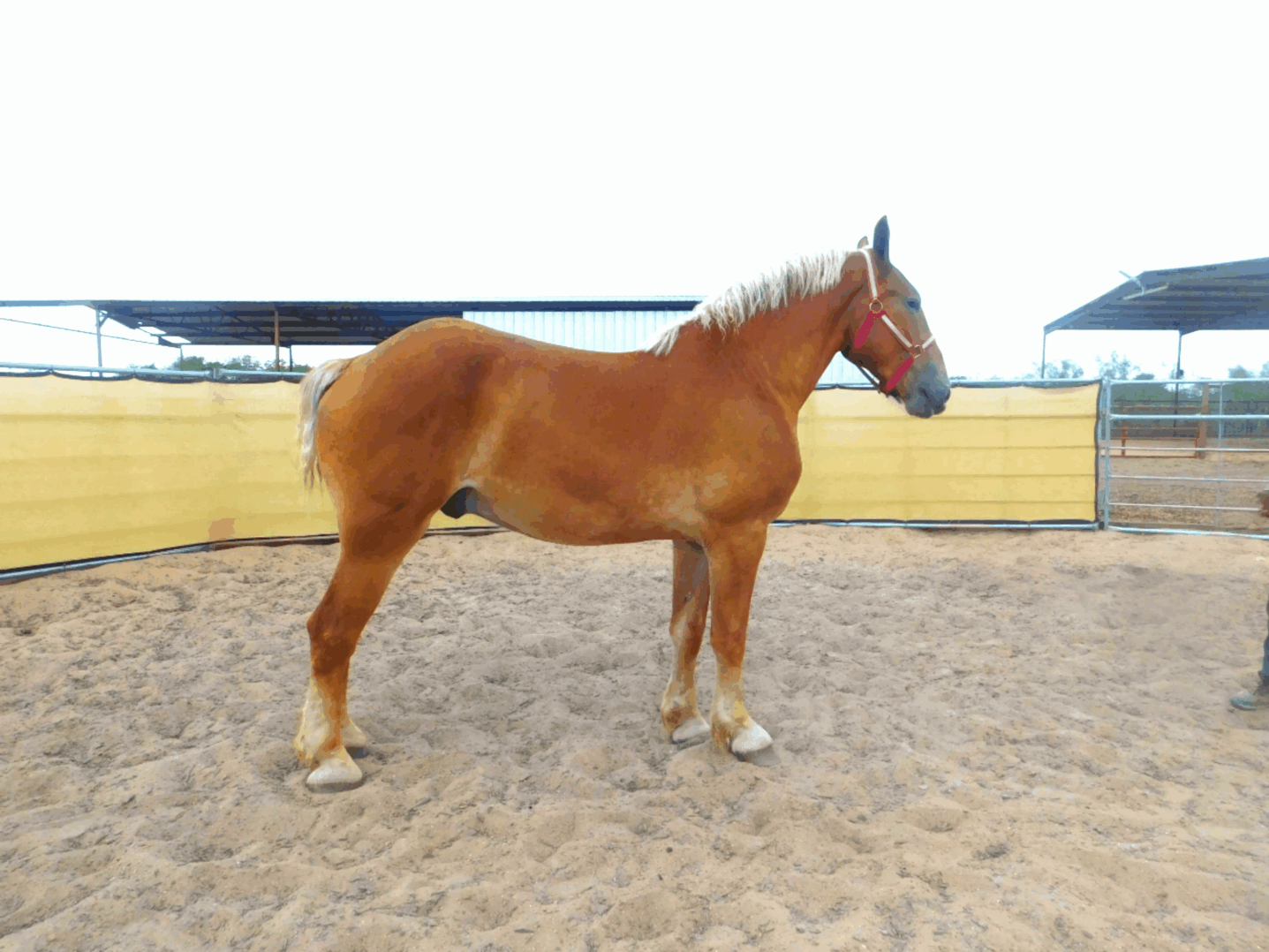 A brown horse standing in a fenced sandy area.