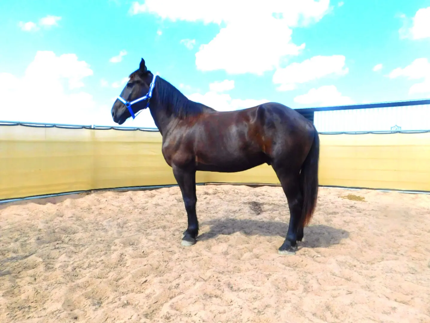 A shiny dark brown horse stands calmly in a sandy enclosure under a clear sky.