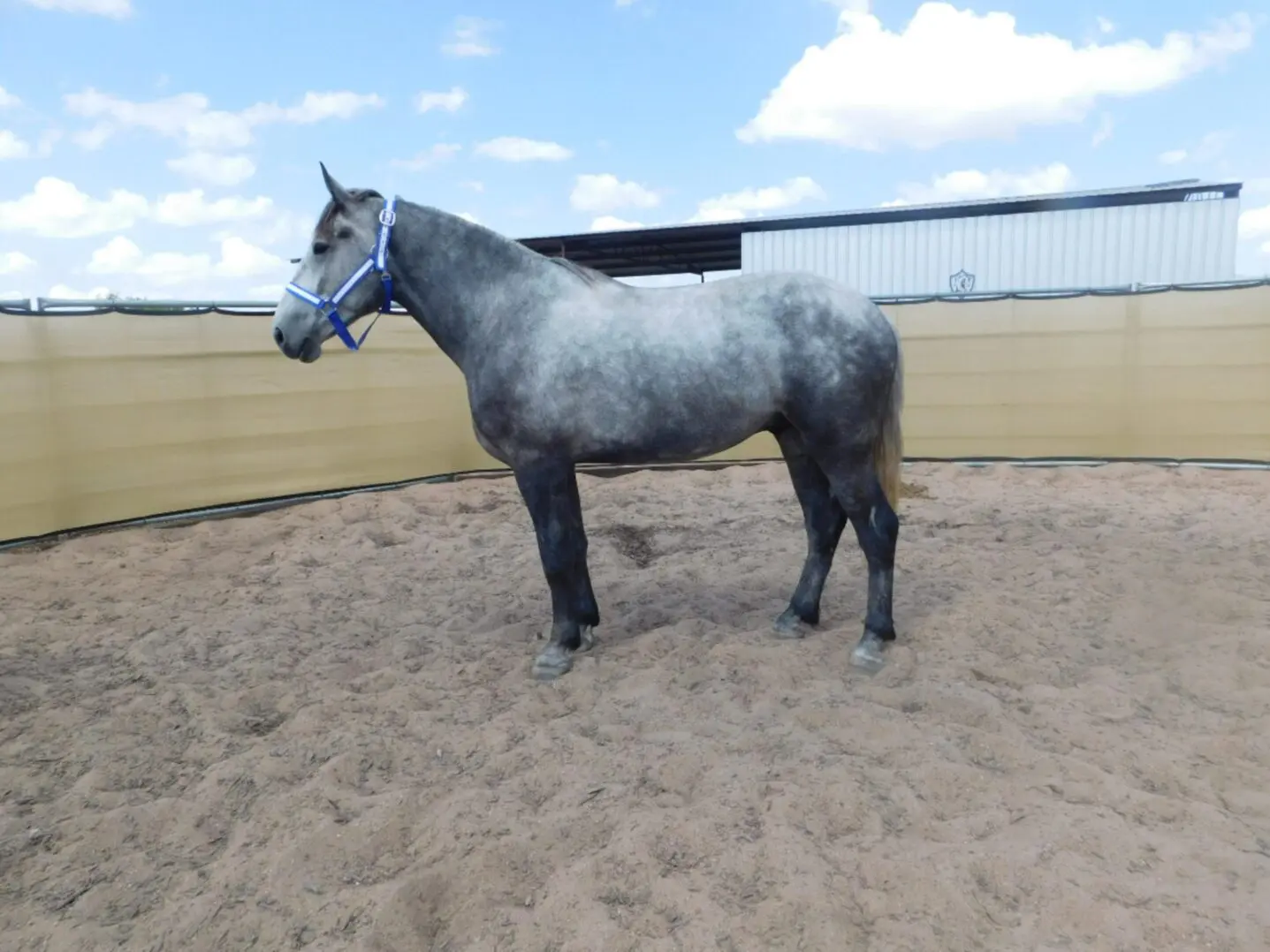 A gray horse stands calmly in a sandy enclosure under a blue sky.
