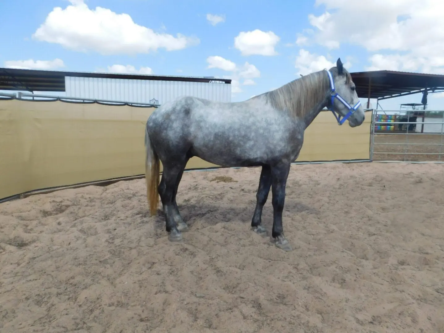 A gray horse standing in a sandy enclosure with a blue head cover.