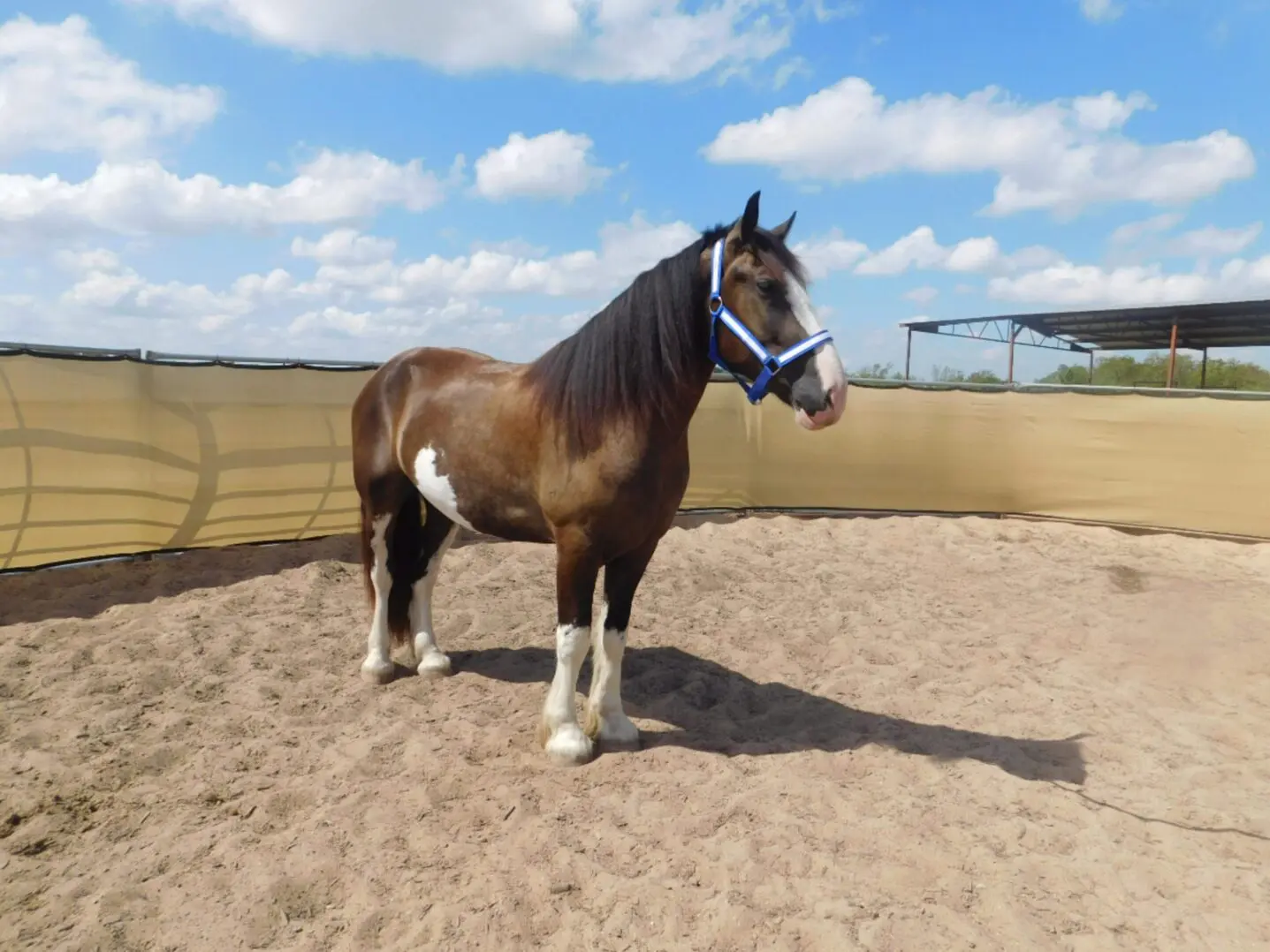 A brown and white horse standing in a sandy enclosure under a blue sky.