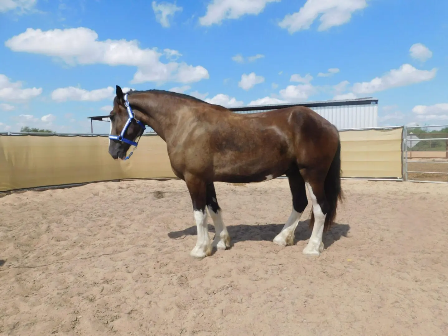 A brown horse with white markings standing in a sandy enclosure.