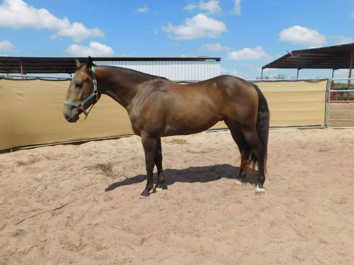 A brown horse standing in a sandy enclosure under a partly cloudy sky.
