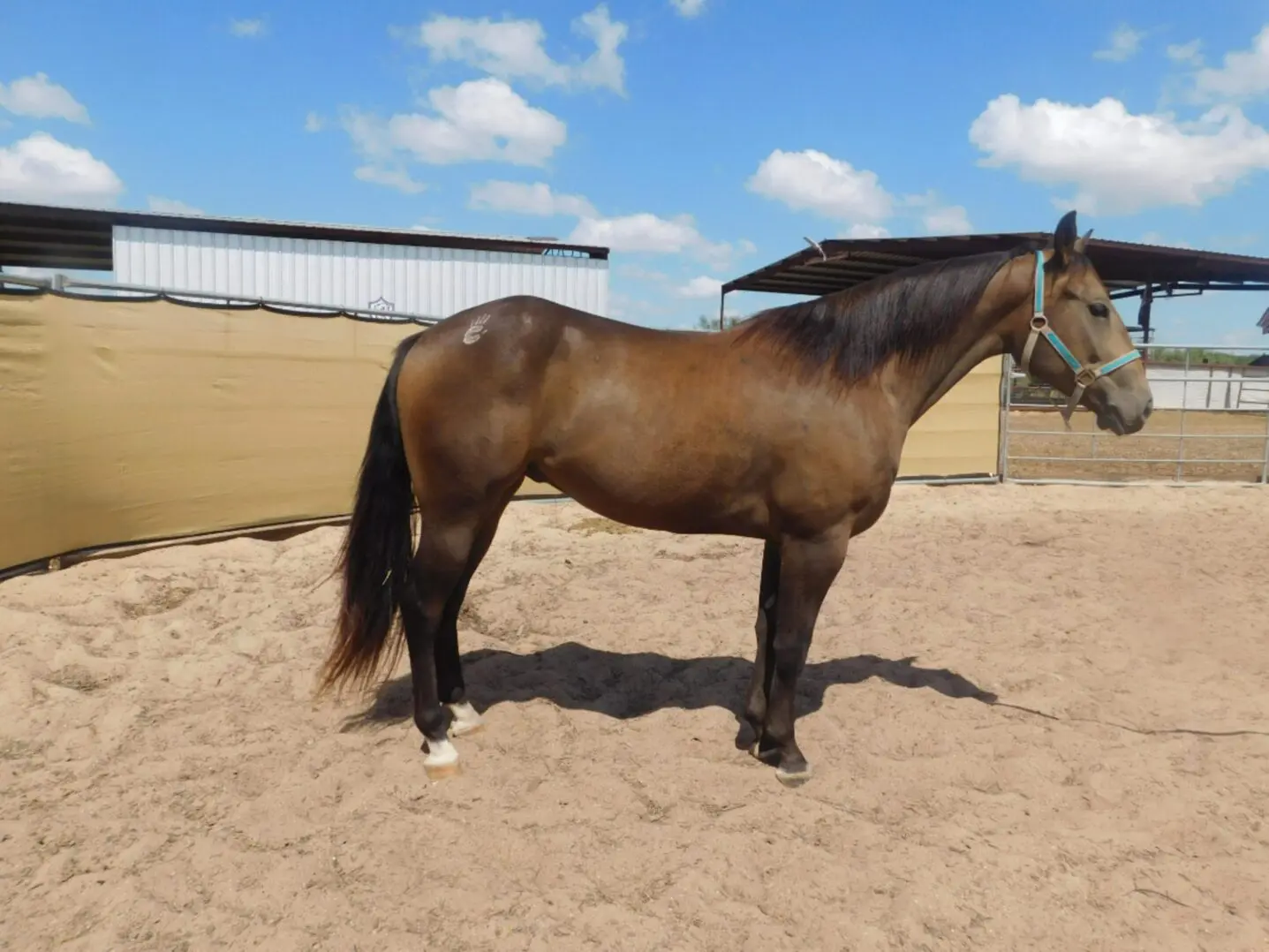 A brown horse standing on sandy ground under a blue sky.