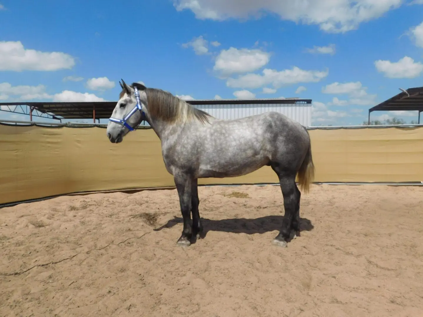 A gray horse standing in a sandy enclosure under a blue sky.