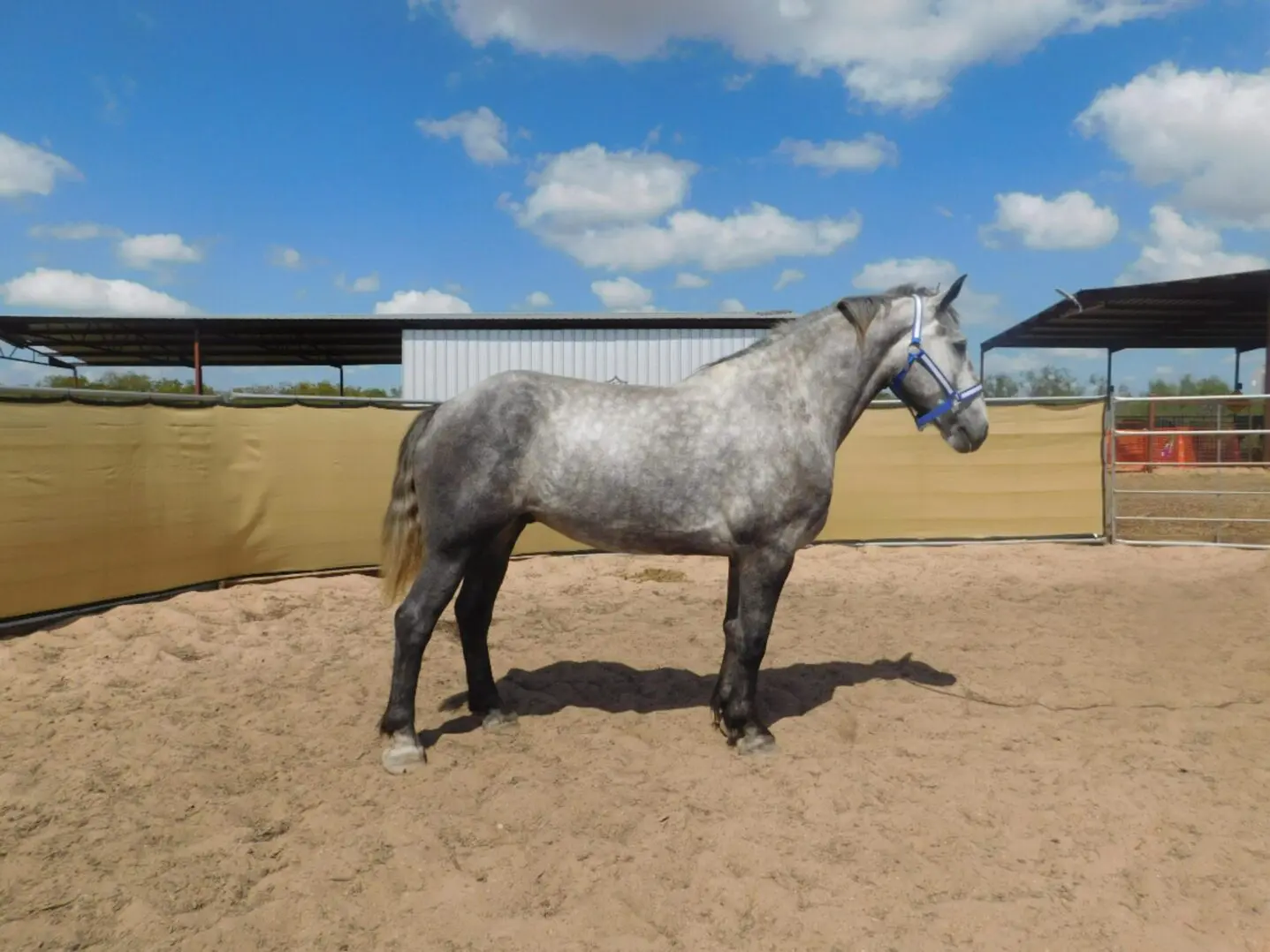 A gray horse standing in a sandy outdoor enclosure under a blue sky.