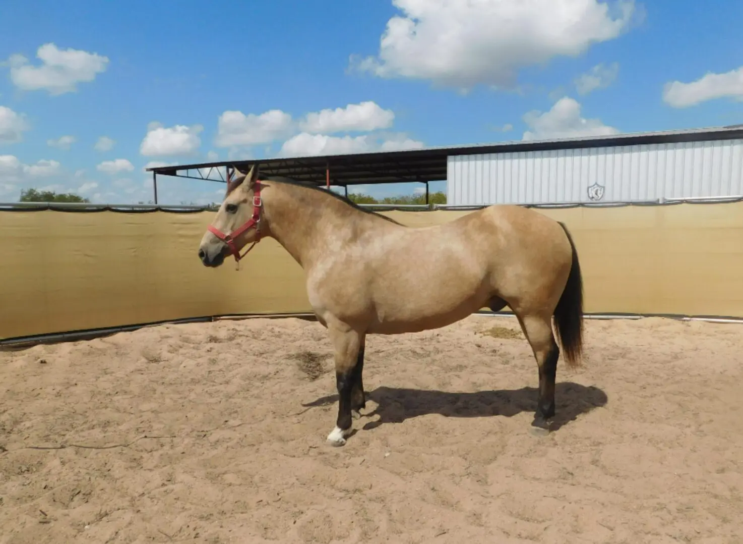 A light brown horse stands in a sandy enclosure under a blue sky.