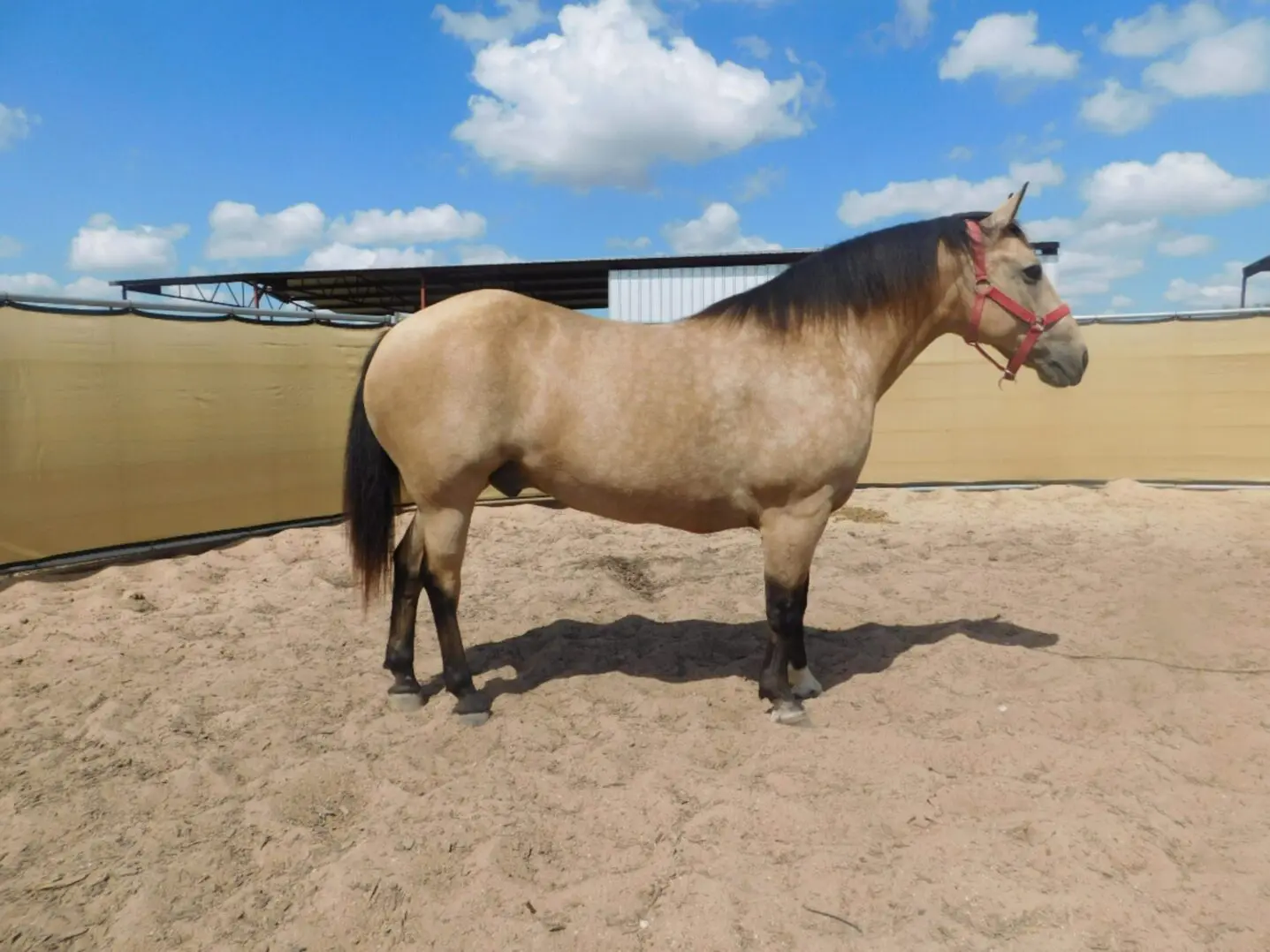 A brown horse standing in a sandy enclosure under a partly cloudy sky.