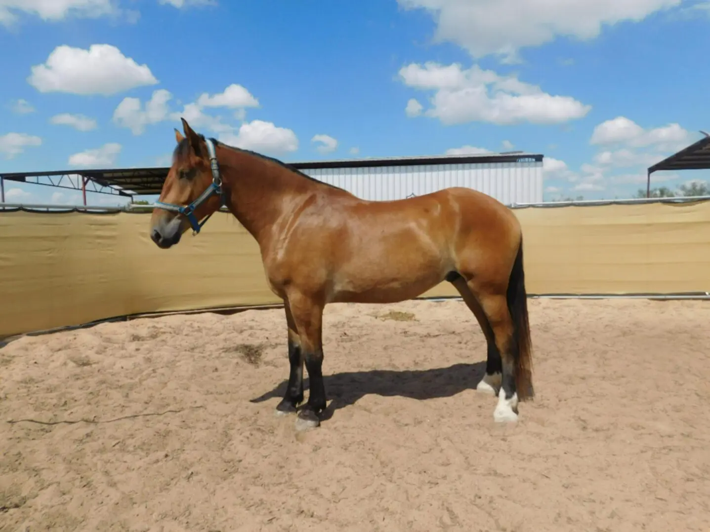 A brown horse standing in a sandy enclosure under a blue sky.