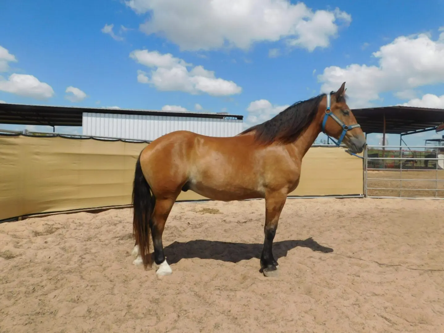 A brown horse with a black mane standing in a sandy paddock.