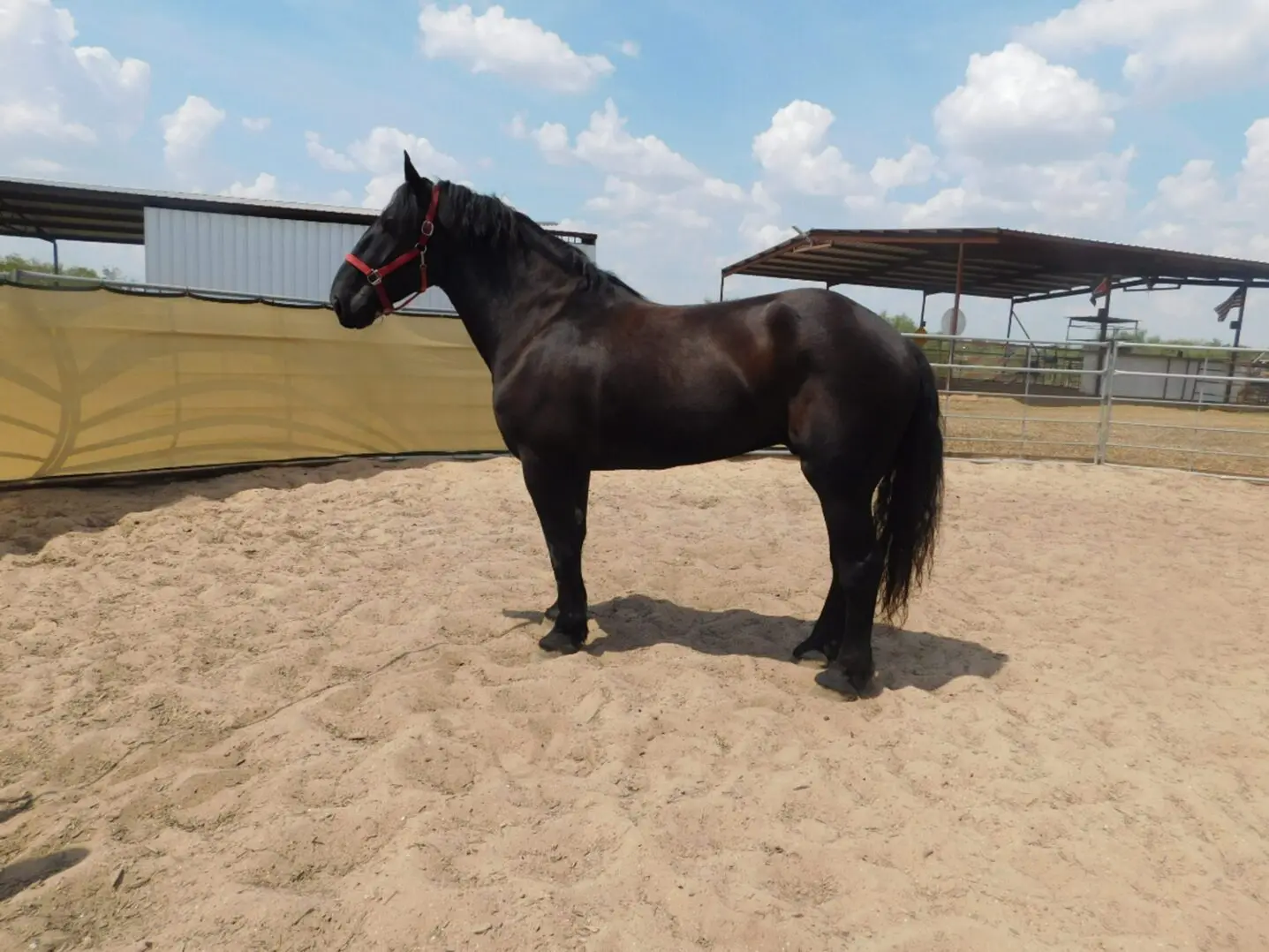 A black horse standing in a sandy paddock under a partly cloudy sky.