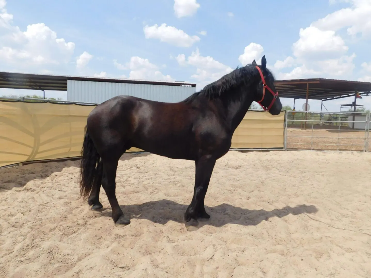A black horse standing in a sandy enclosure with a white marking on its face.