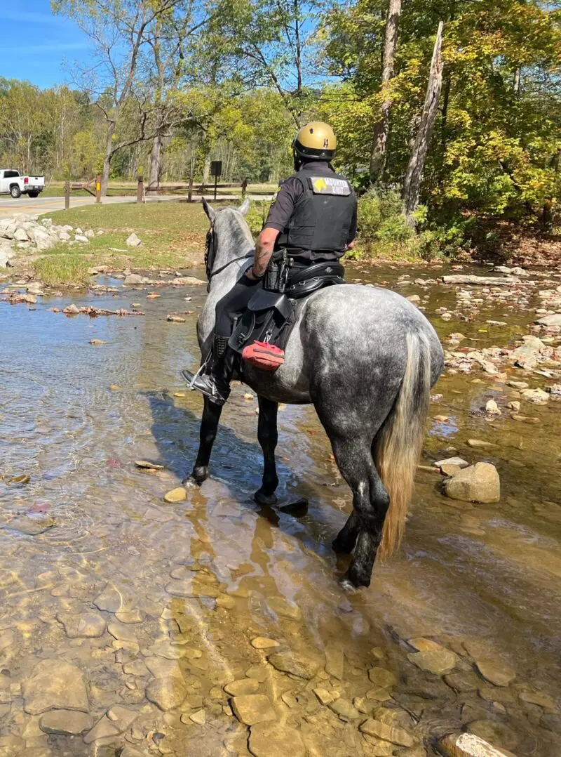 A person on horseback crossing a shallow stream in a wooded area.