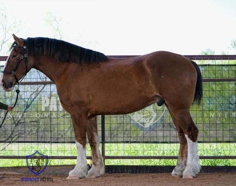 Brown horse standing beside a fence.