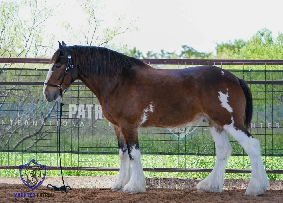 Brown and white horse standing in pen.