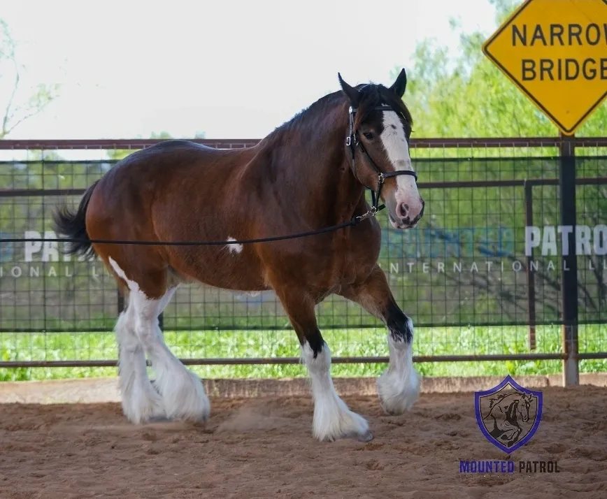 Brown horse standing near a "Narrow Bridge" sign.