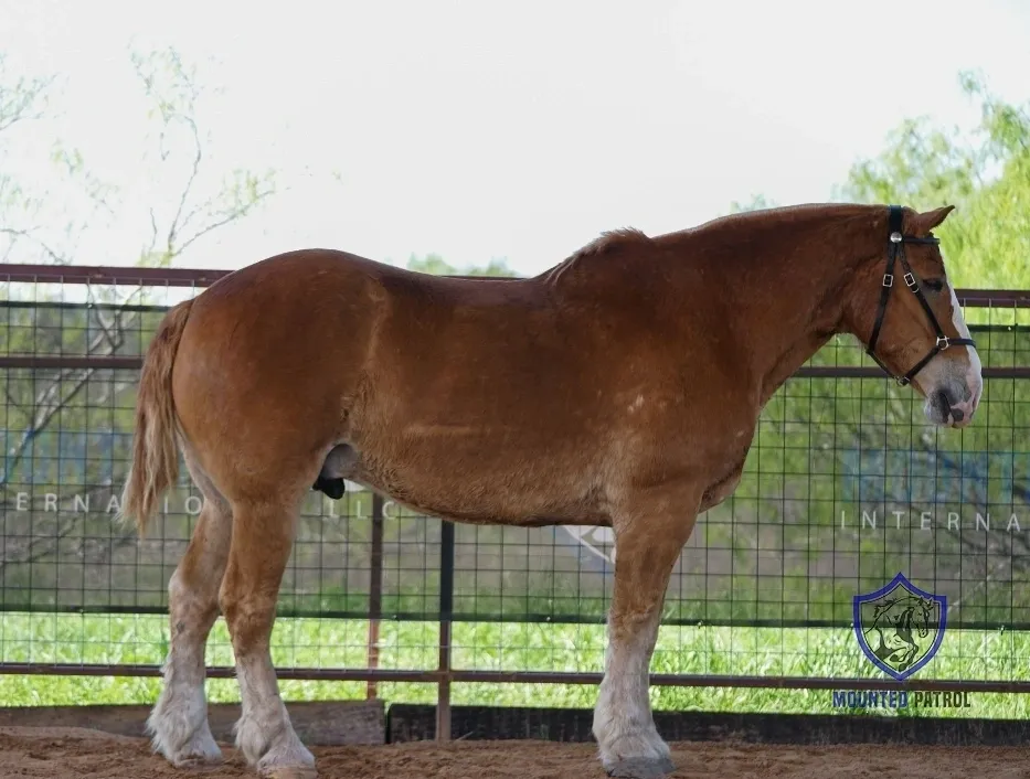 Brown horse standing in fenced area.