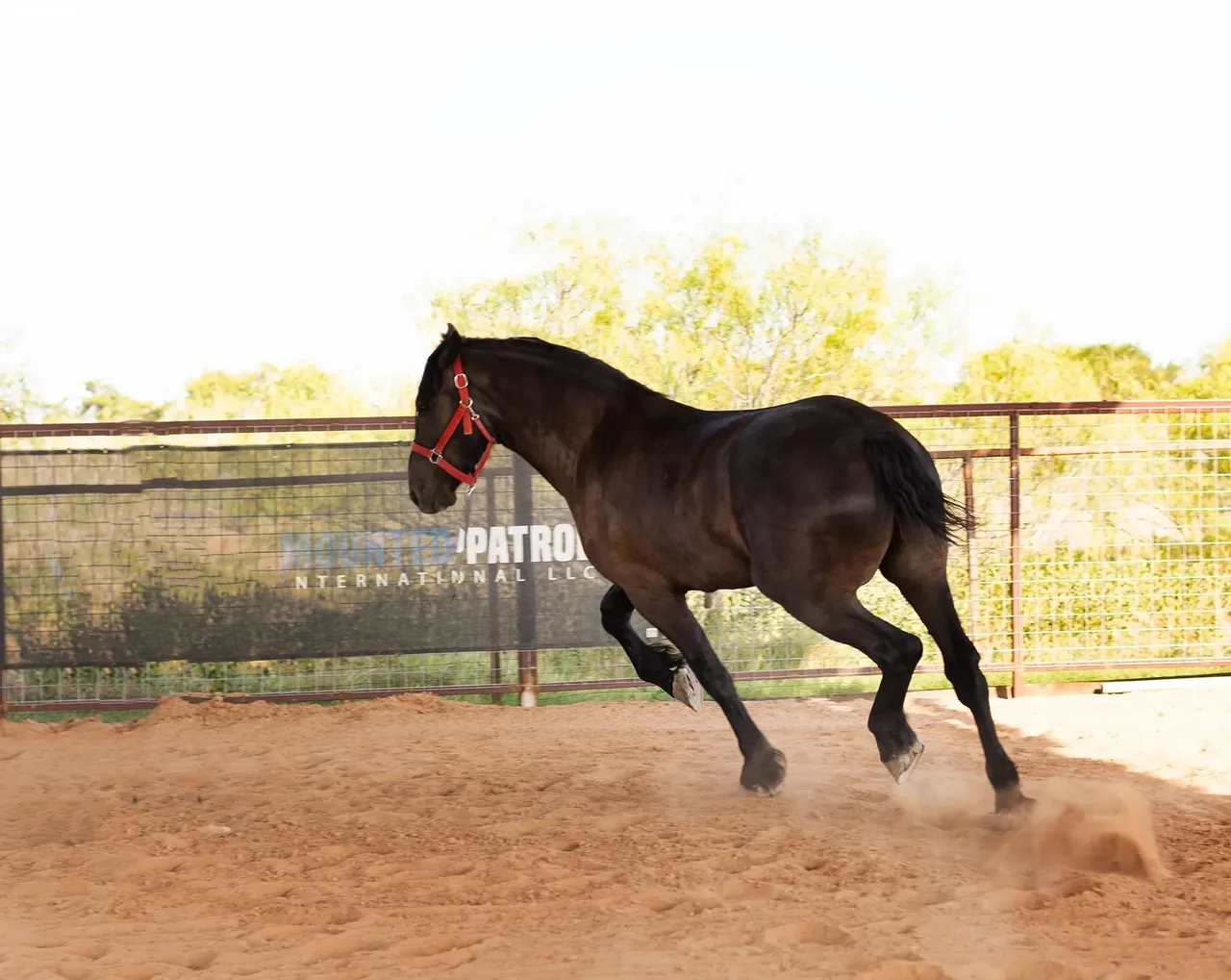 Horse running in a sandy enclosure.