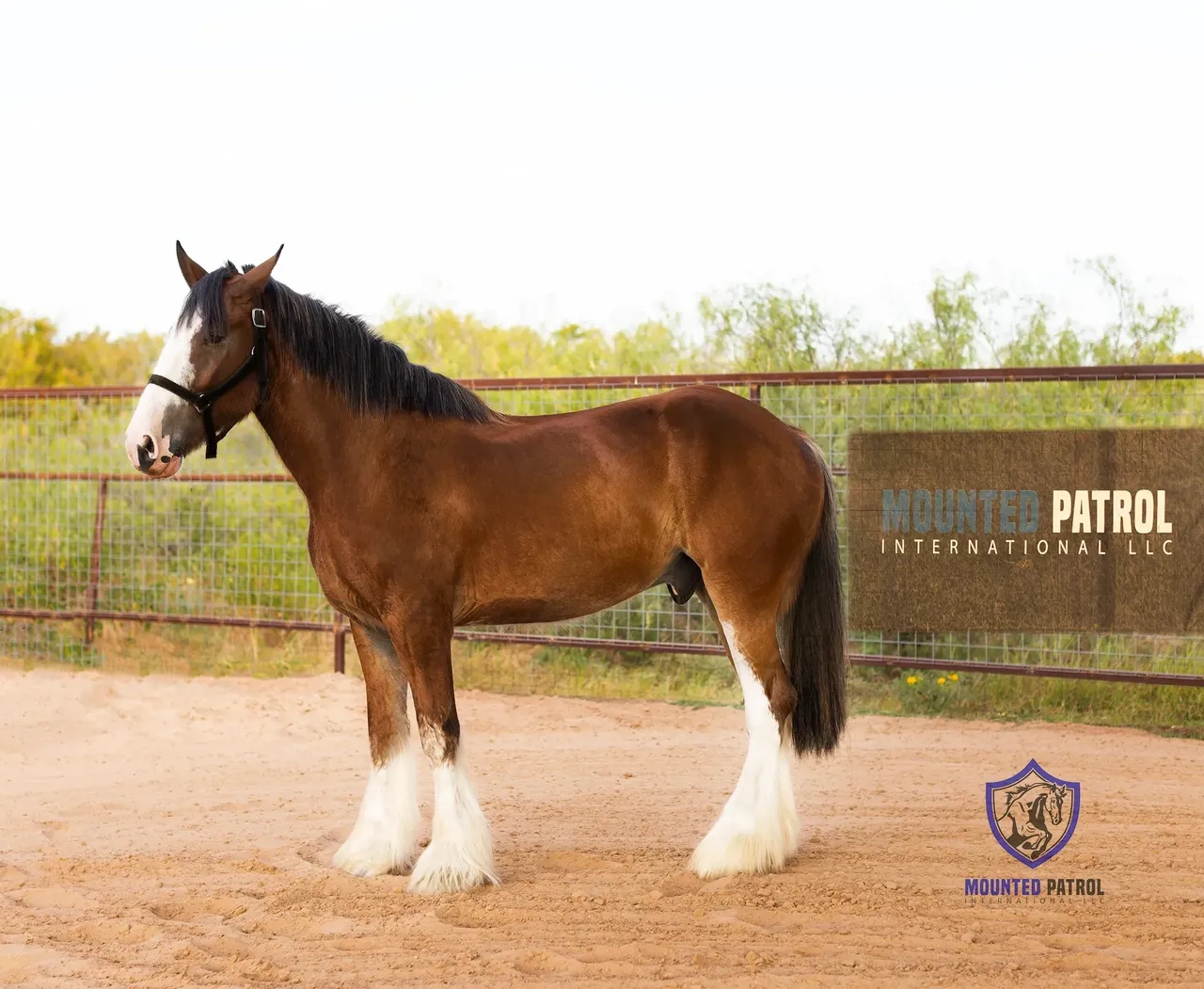 Brown horse in a sunny outdoor pen.