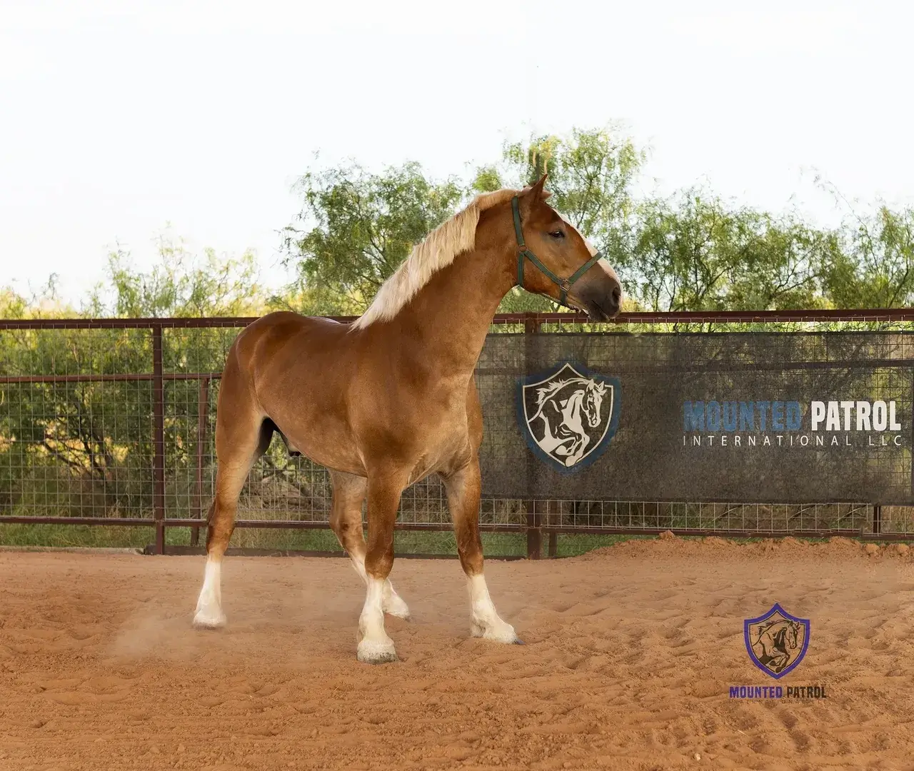 Chestnut horse standing in a sandy arena.