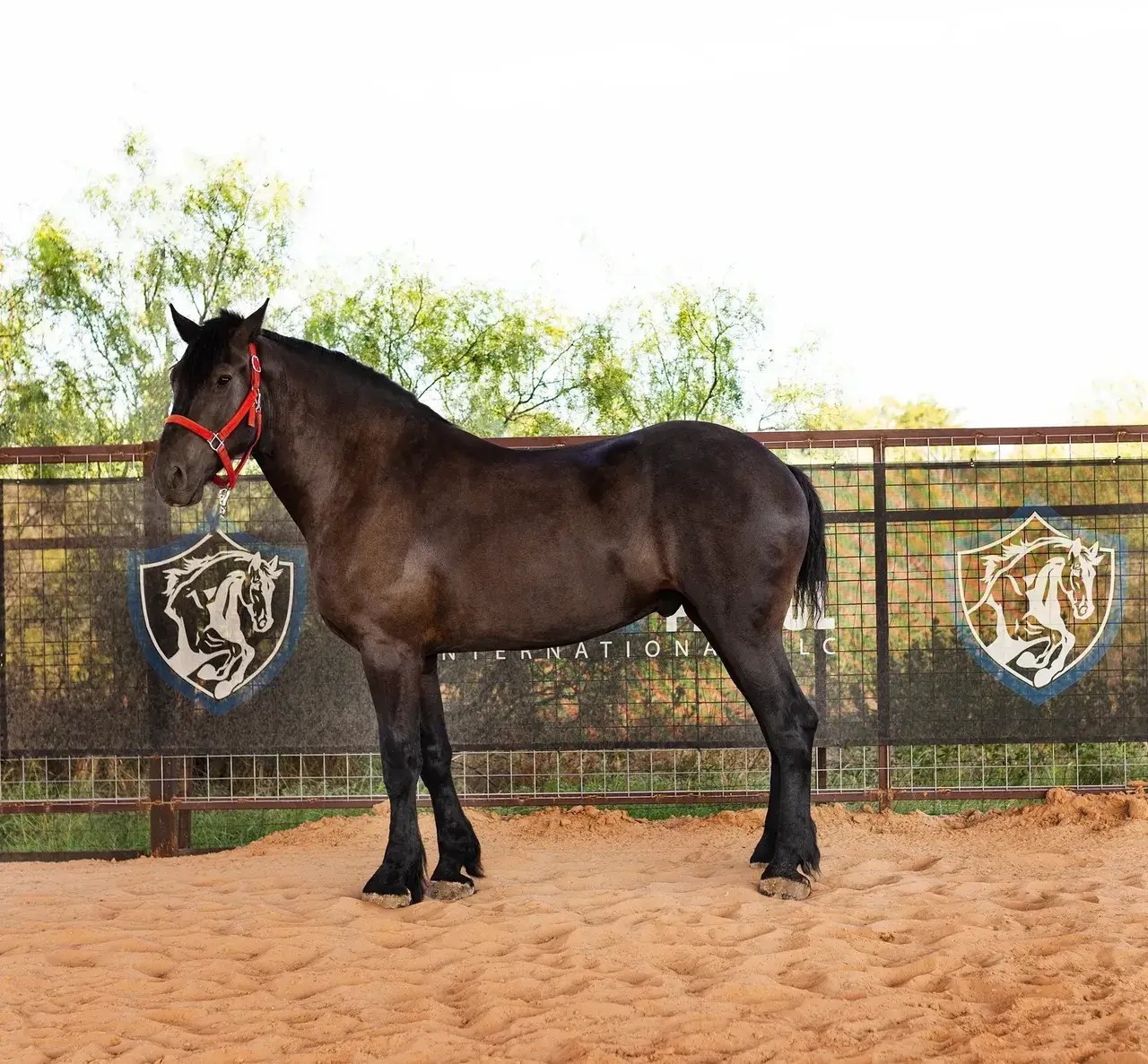 Dark horse with red halter in paddock.