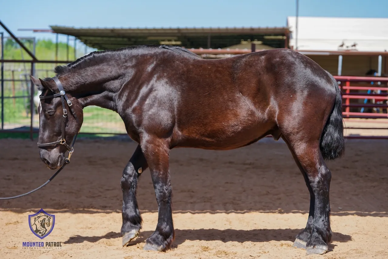 Black horse standing in a sandy arena.