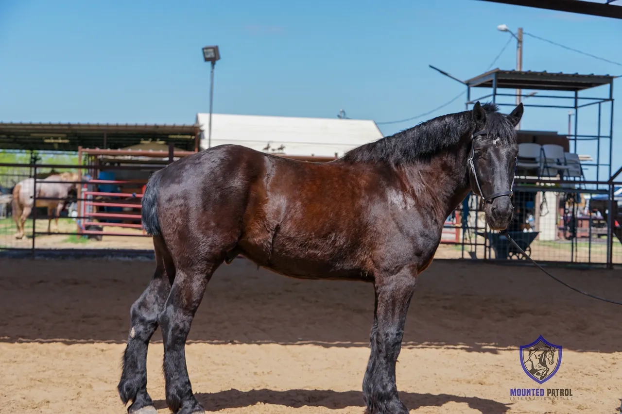 Dark horse standing in a sunny stable.
