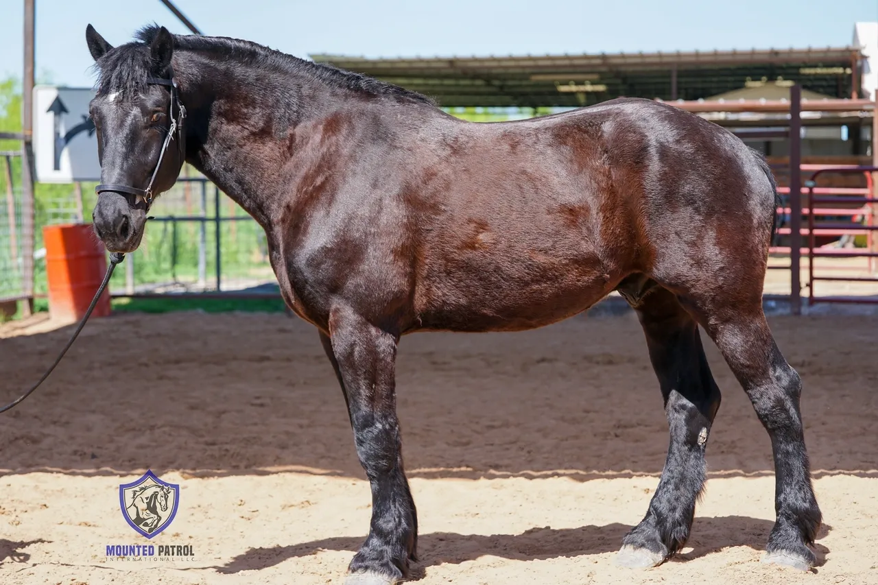 Dark horse standing in a sandy enclosure.