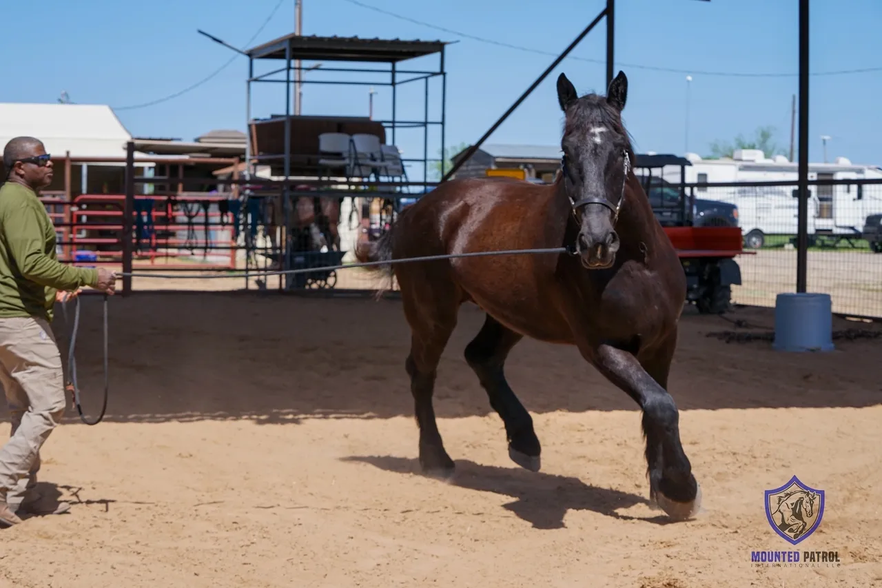 Person training a horse in a pen.