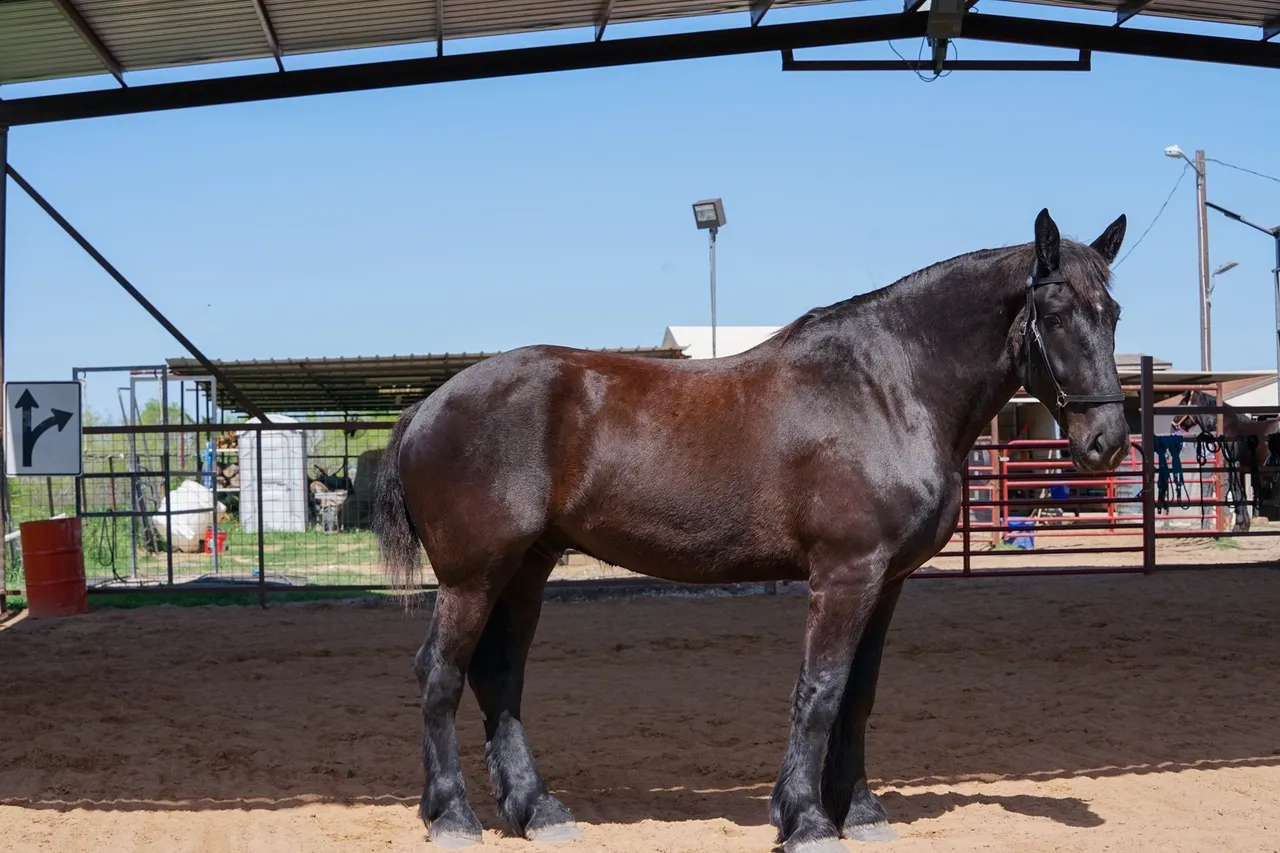 Black horse standing in covered outdoor arena.