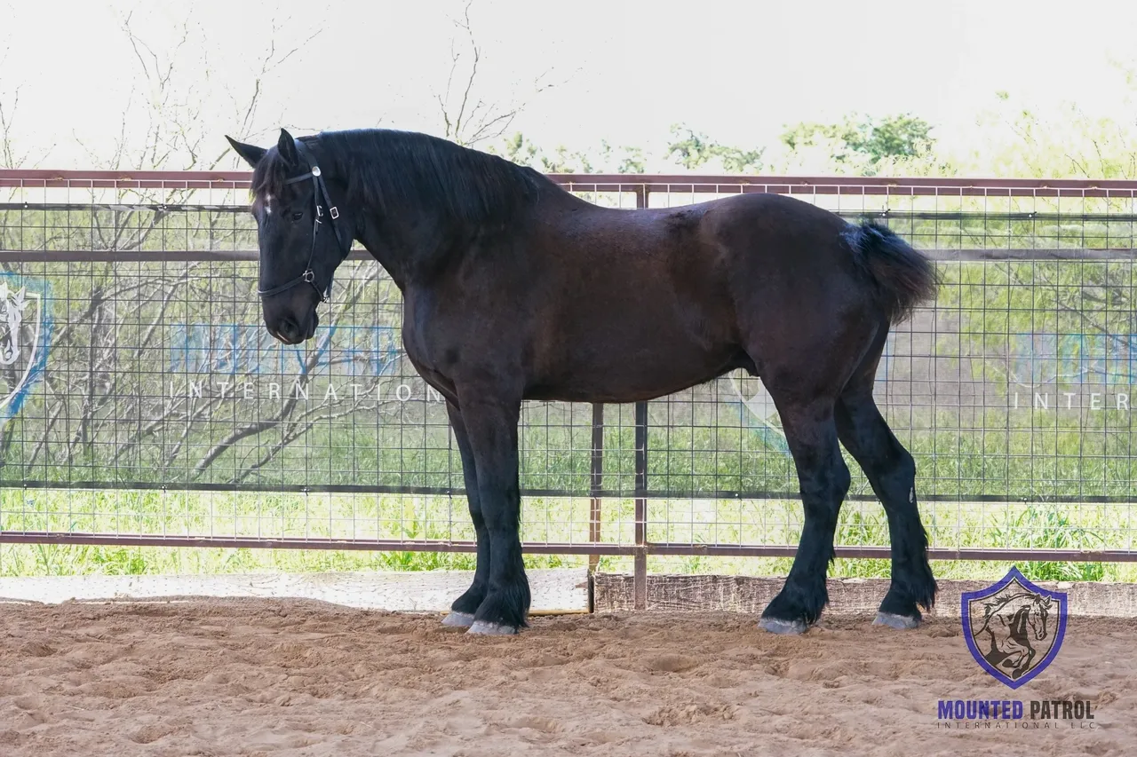 Black horse standing in a fenced area.
