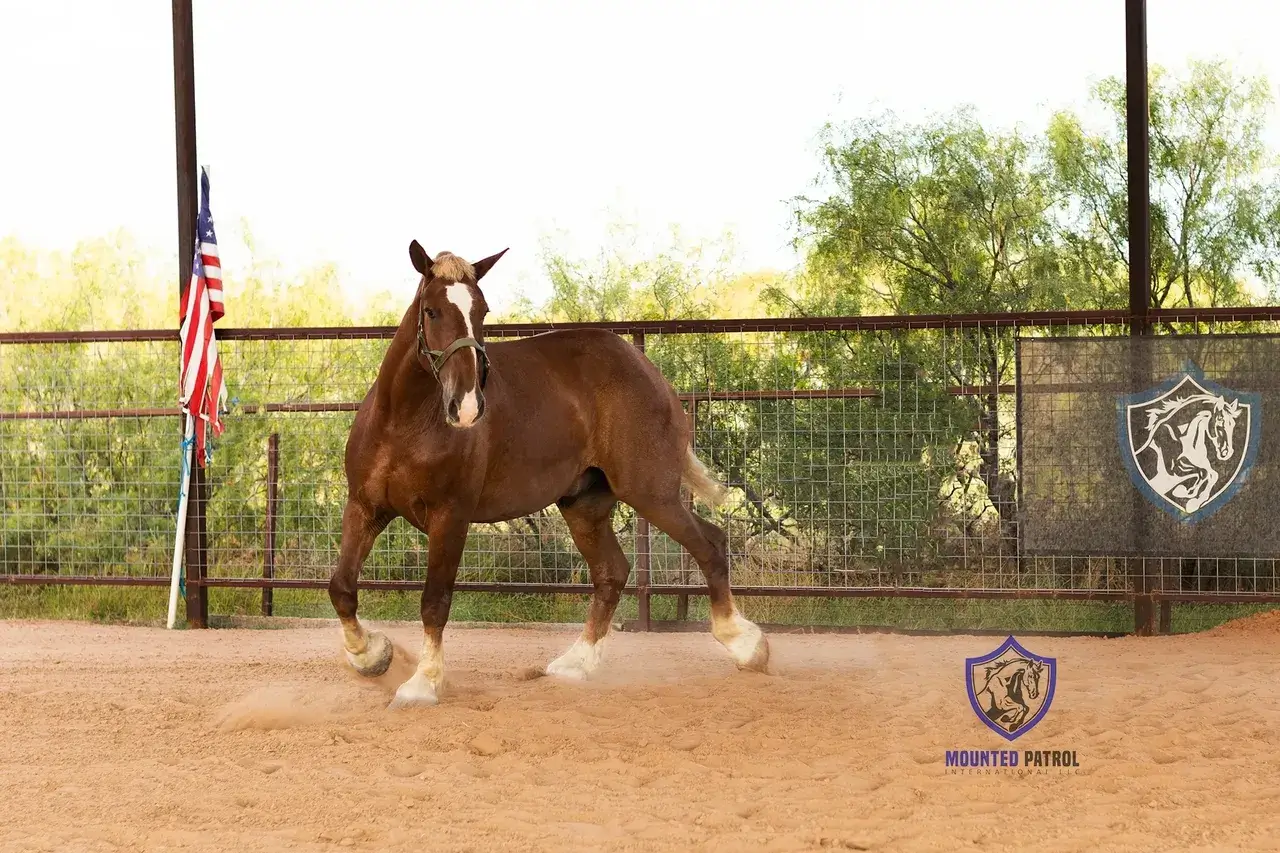 Horse standing in an arena near flag.