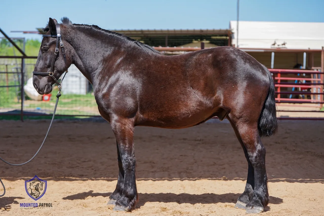 Dark horse standing in a sandy enclosure.