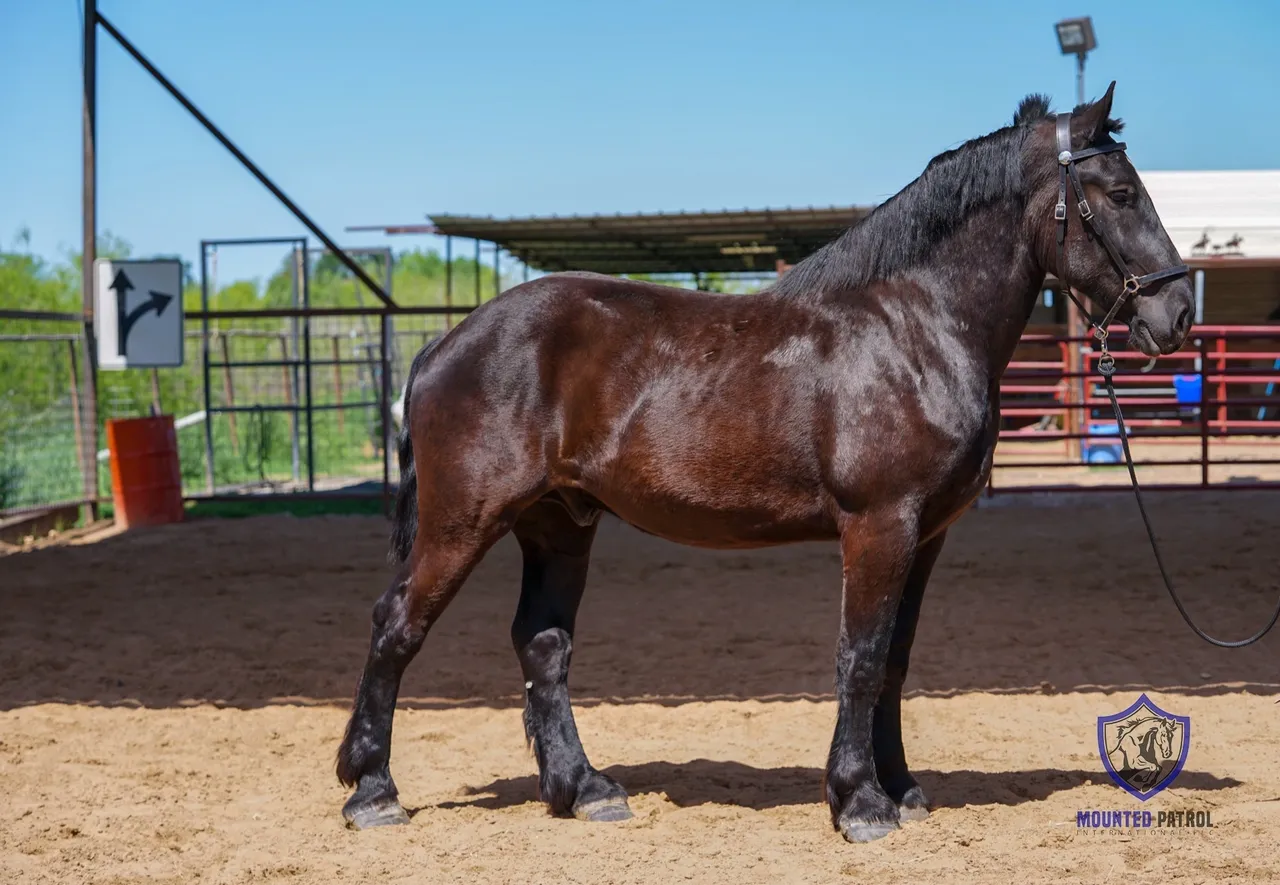 Dark horse standing in a sandy paddock.