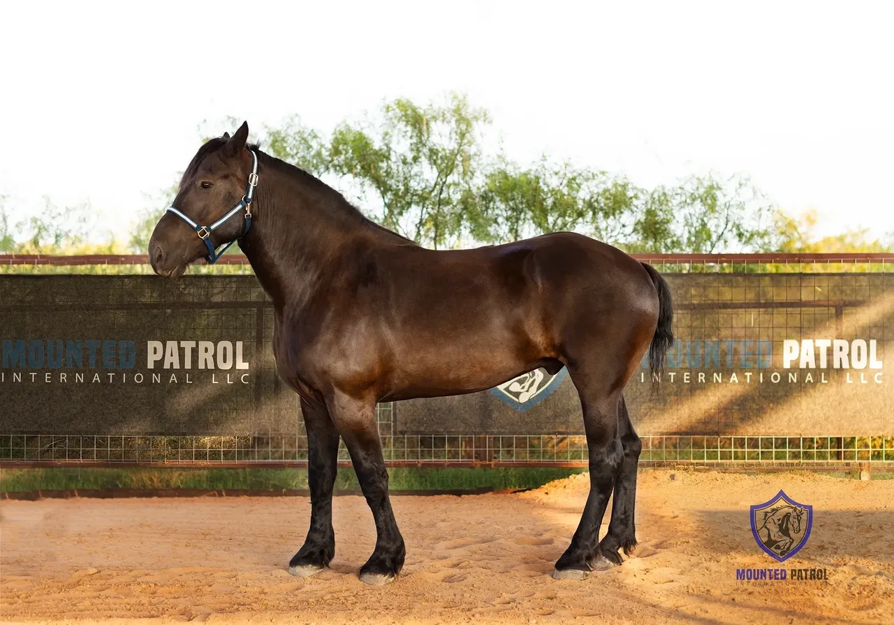 Dark horse standing on sandy ground.