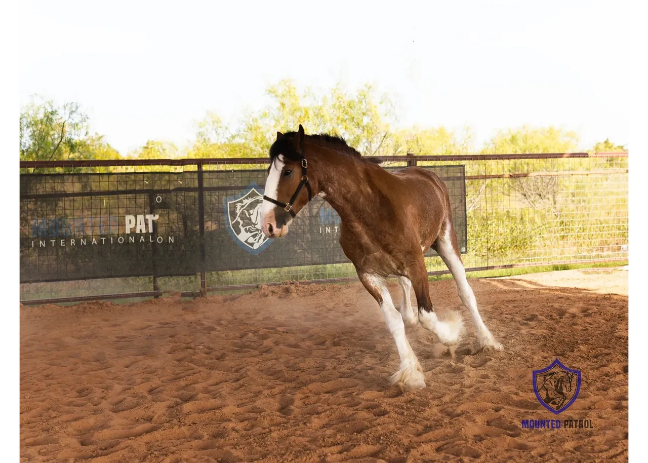 Clydesdale horse running in a sandy enclosure.