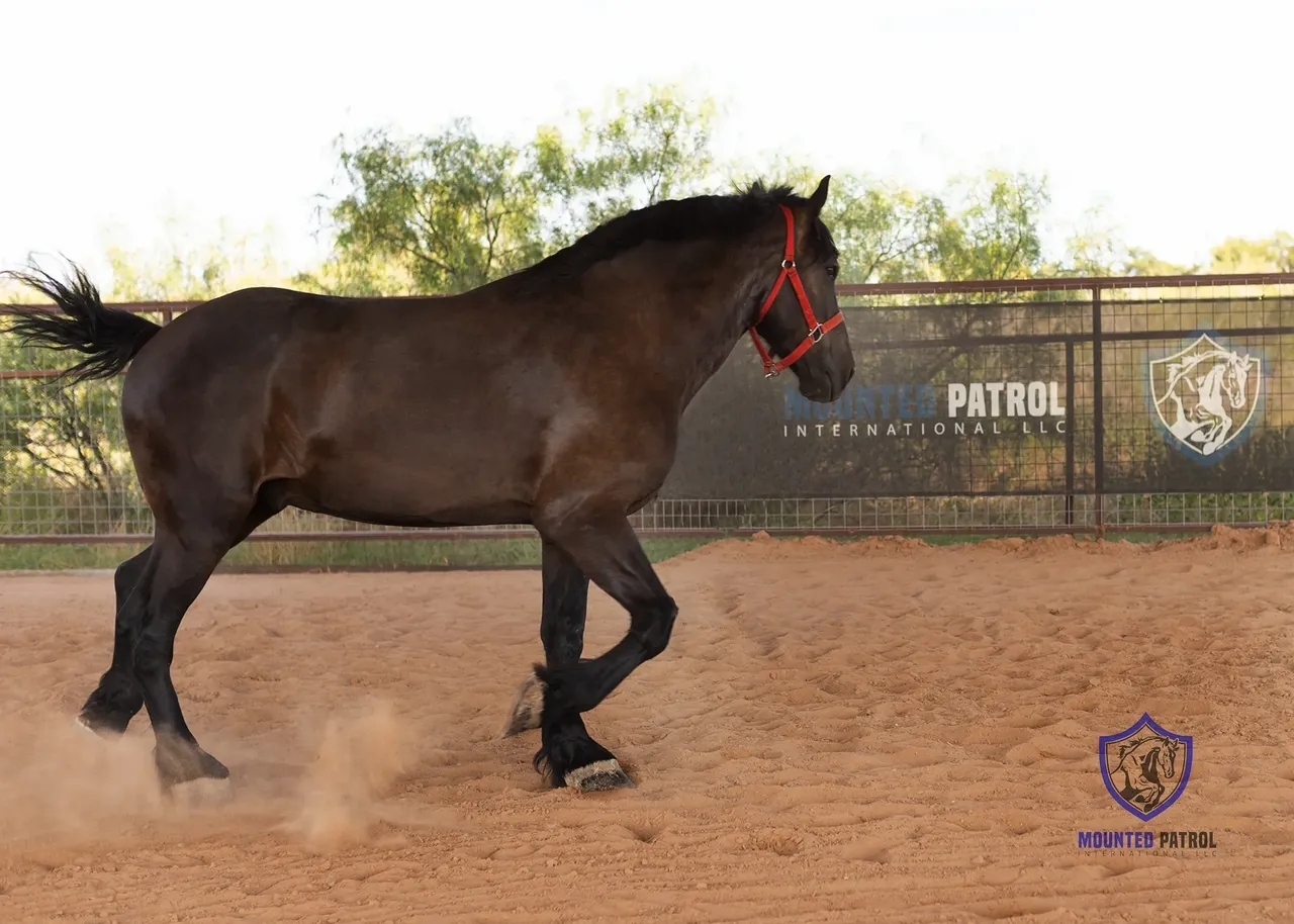Dark horse trotting in sandy enclosure.