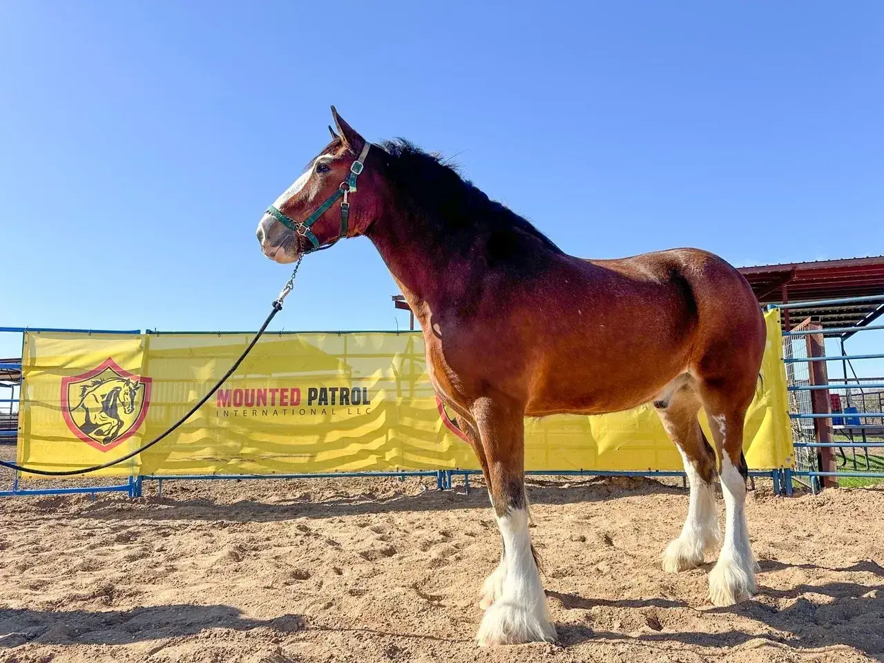 Brown horse standing in a sandy pen.