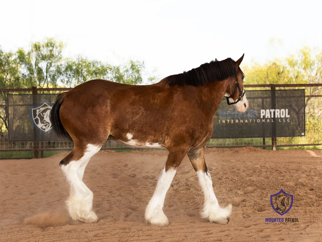 Clydesdale horse walking in sandy enclosure.