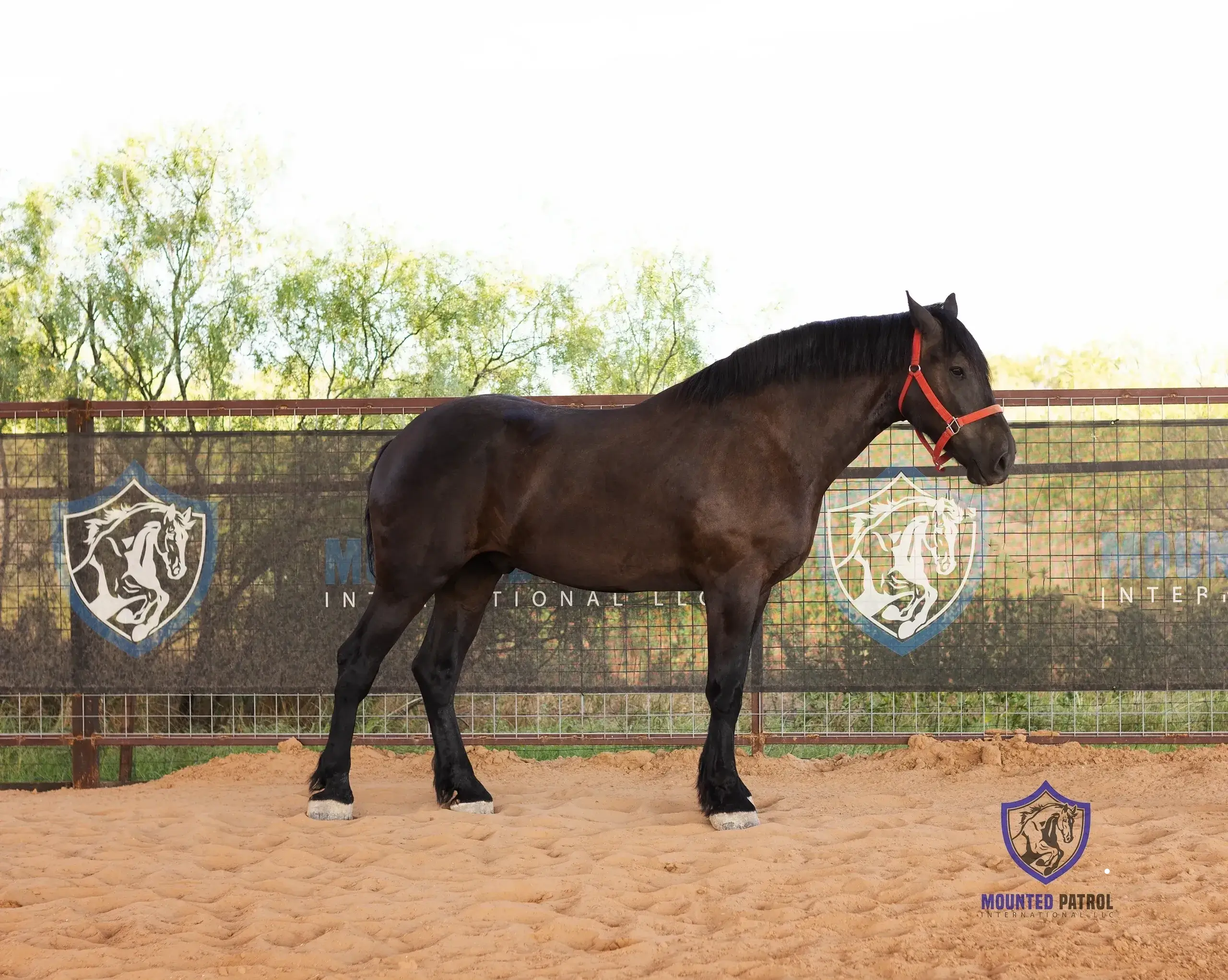 Dark horse standing in sandy enclosure.