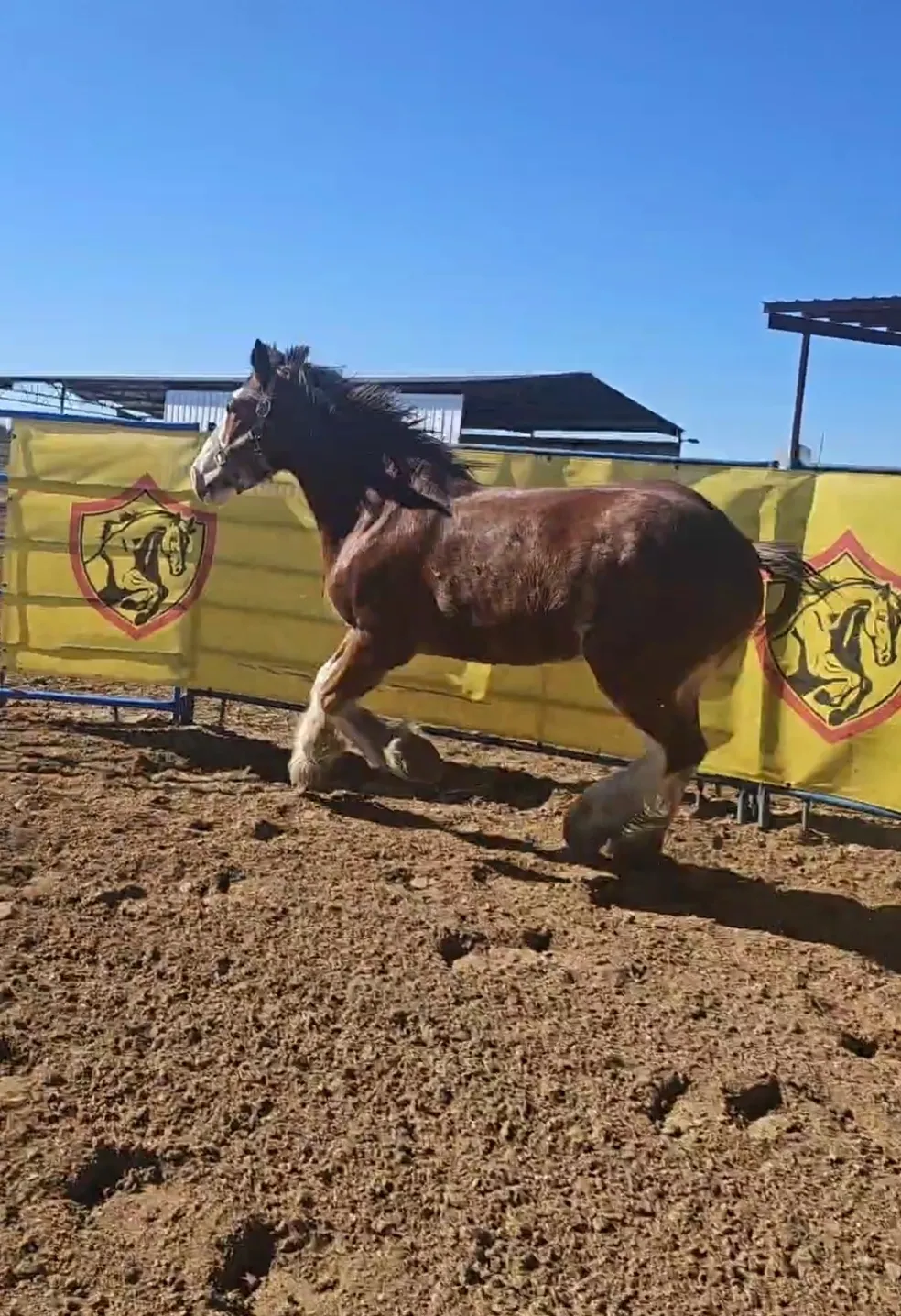 Brown horse running in a sandy arena.