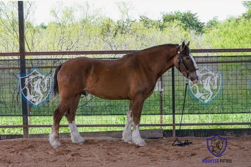Brown horse standing in an outdoor enclosure.