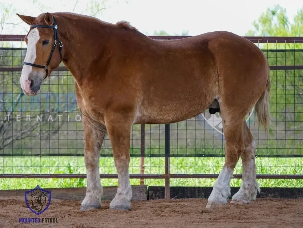 Brown horse standing in a fenced area.