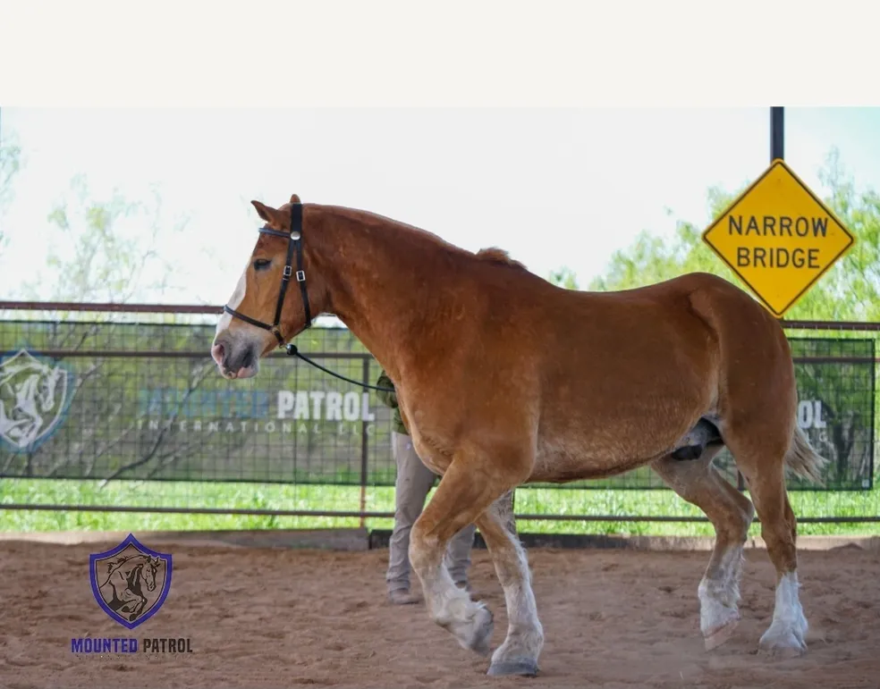 Brown horse walking near a narrow bridge sign.